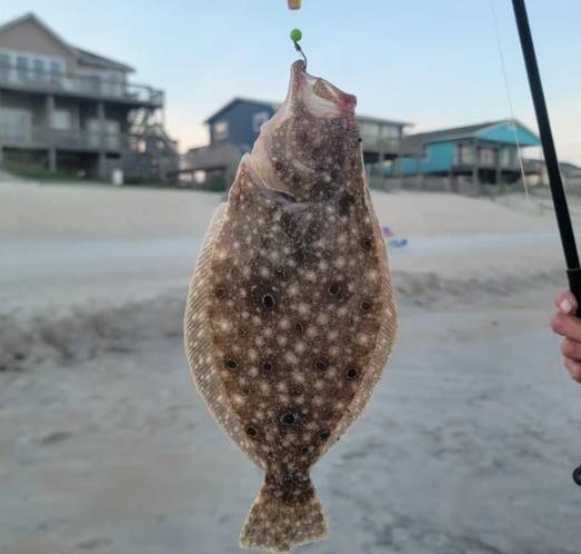 鰈魚 鰈魚