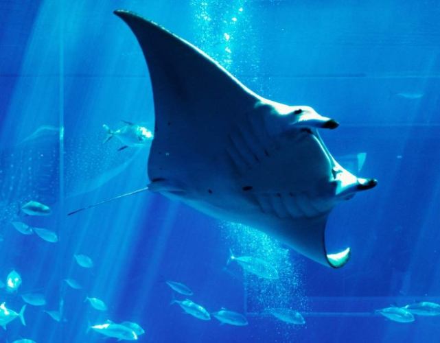 沖繩水族館