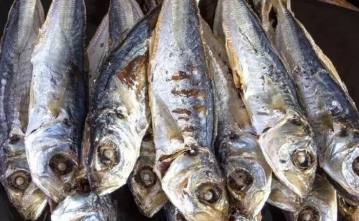 巴浪魚 巴浪魚