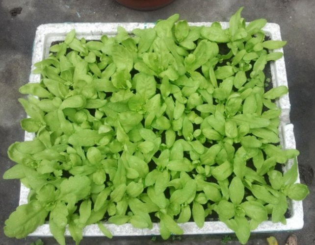 茼蒿種植 茼蒿種植