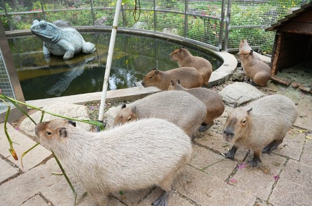 桃園動物園