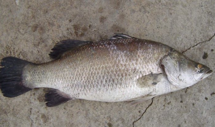 鱸魚精功效 鱸魚精功效
