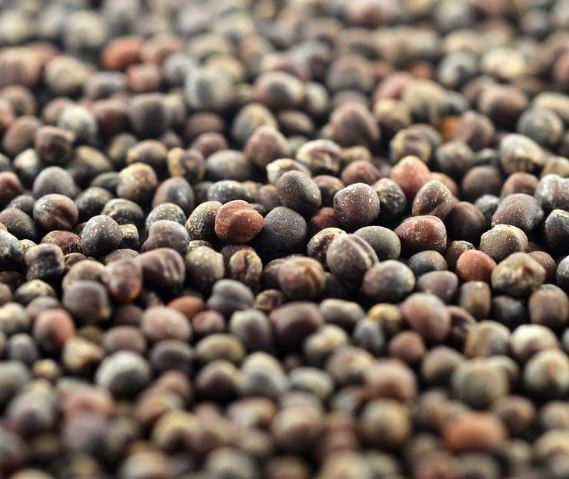 高麗菜種植 高麗菜種植