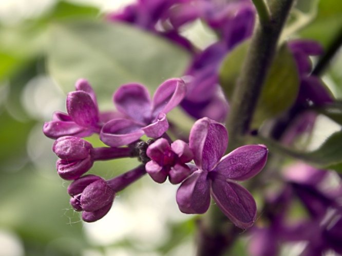 紫丁香花語 紫丁香花語