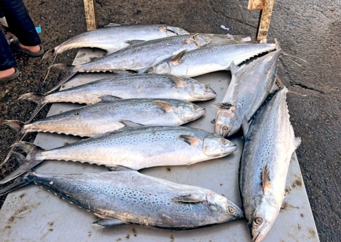 白腹魚