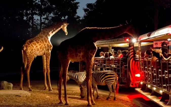 清邁夜間動物園 清邁夜間動物園