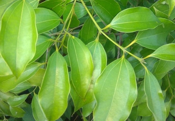 肉桂葉泡茶功效 肉桂葉泡茶功效