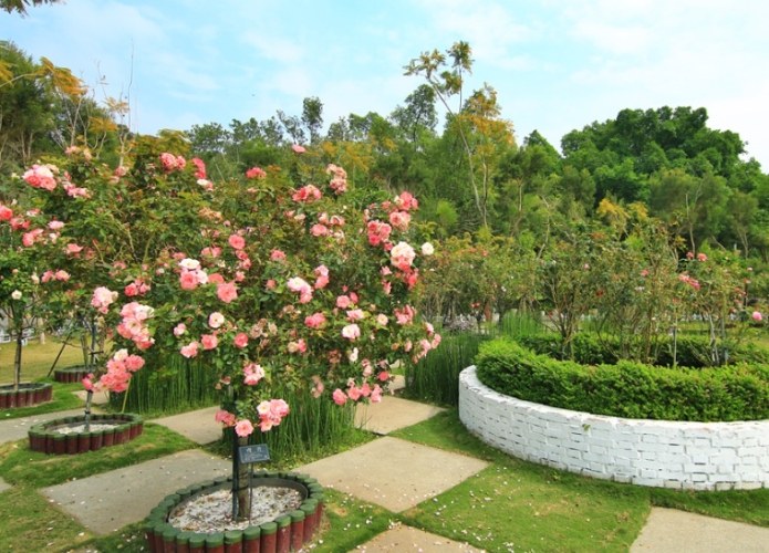 蘿莎玫瑰莊園 蘿莎玫瑰莊園