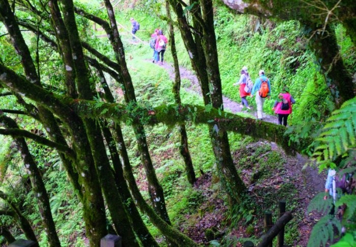 檜山巨木群步道 檜山巨木群步道