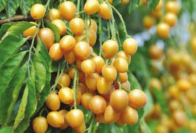 黃皮功效：營養價值、禁忌與正確食用方法全解析