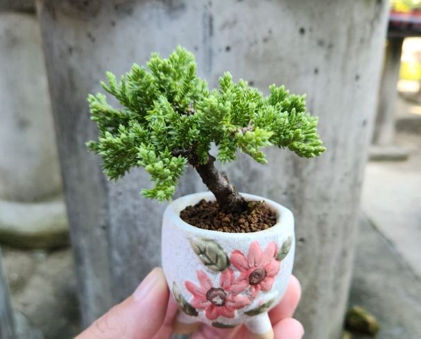 珍珠柏 珍珠柏