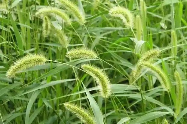 狗尾草功效 狗尾草功效