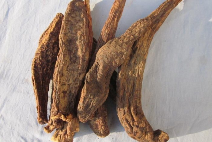 肉蓯蓉功效 肉蓯蓉功效