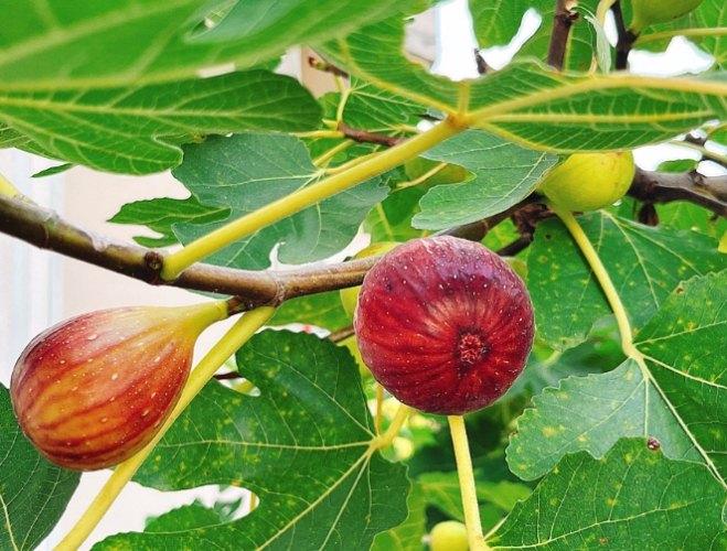 無花果種植 無花果種植