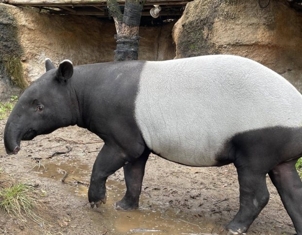 龍柏動物園 龍柏動物園