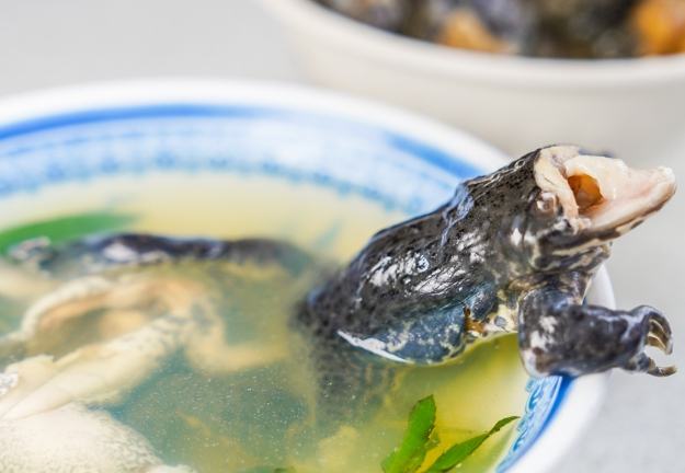 青蛙湯 青蛙湯