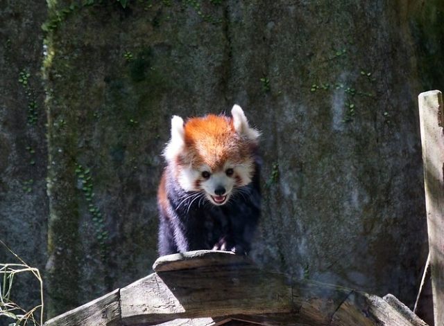 台北市立動物園 台北市立動物園