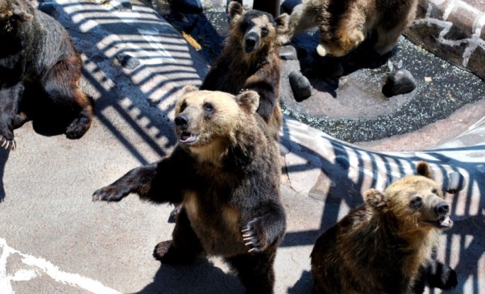 クマ牧場 クマ牧場