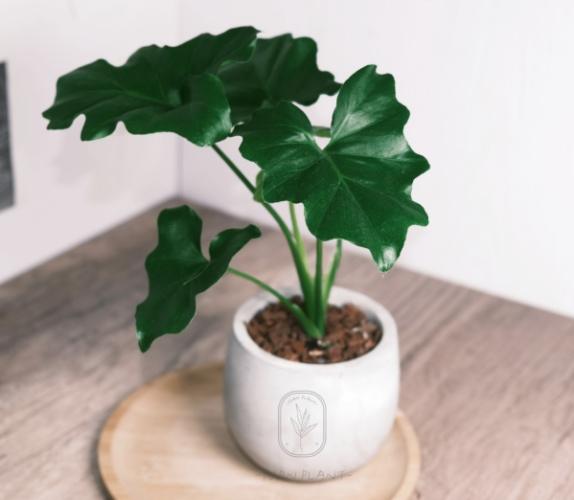 小天使蔓綠絨 小天使蔓綠絨