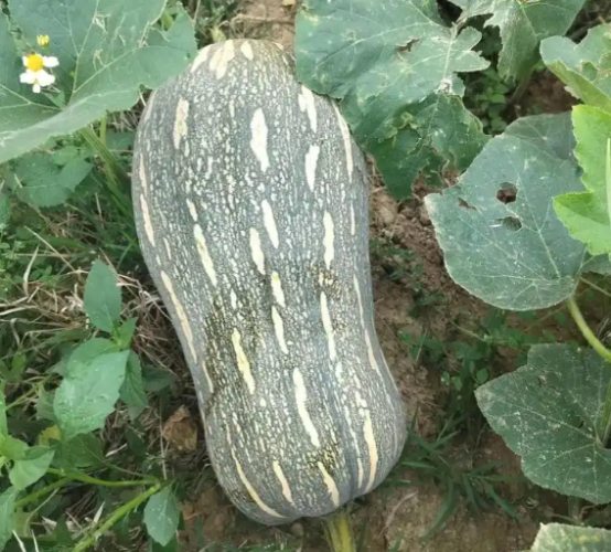 南瓜種植 南瓜種植
