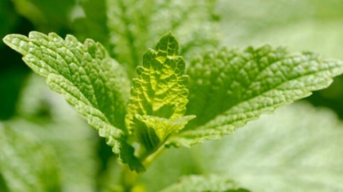 香蜂草功效 香蜂草功效