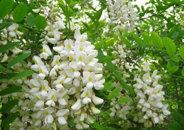 槐花功效 槐花功效