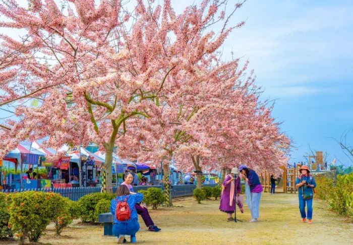 花旗木步道