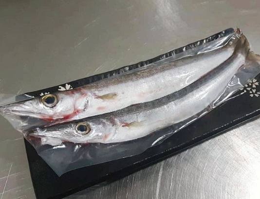 尖梭魚 尖梭魚