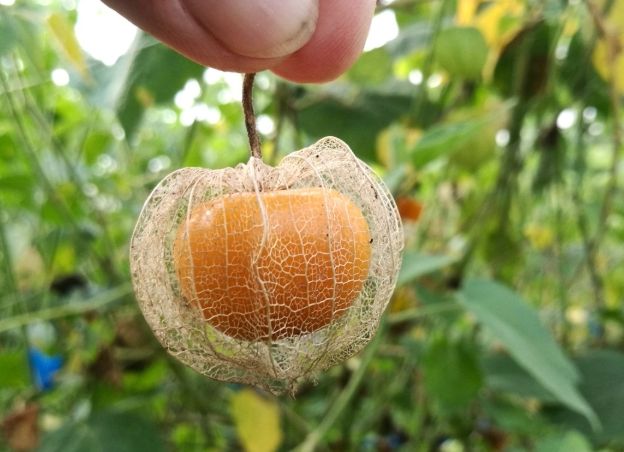 燈籠果種植 燈籠果種植