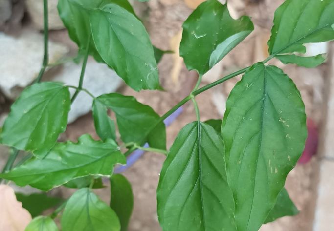 憂遁草功效吃法 憂遁草功效吃法