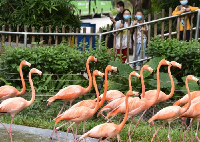 深圳動物園 深圳動物園