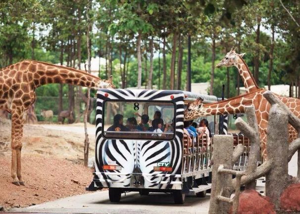 清邁夜間動物園 清邁夜間動物園