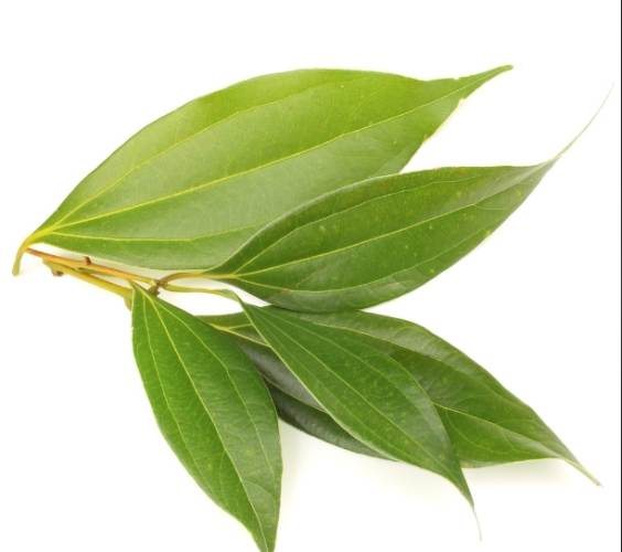 肉桂葉泡茶功效 肉桂葉泡茶功效