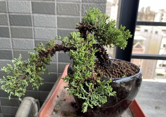 珍珠柏 珍珠柏