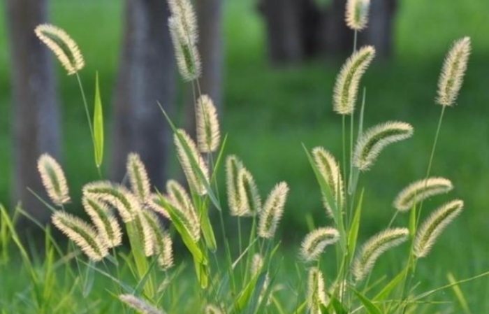 狗尾草功效 狗尾草功效