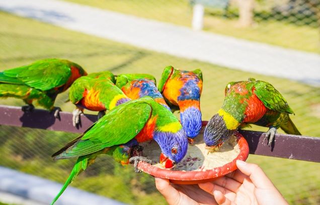 南投動物園 南投動物園
