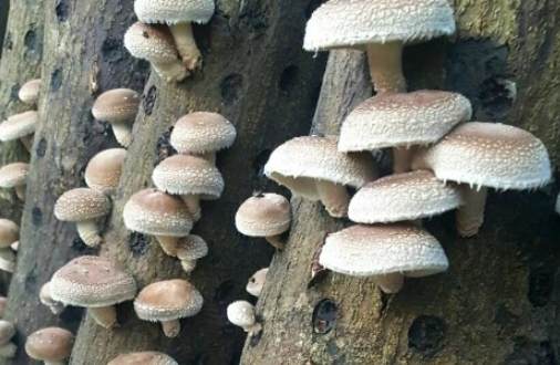 梨山美食 梨山美食