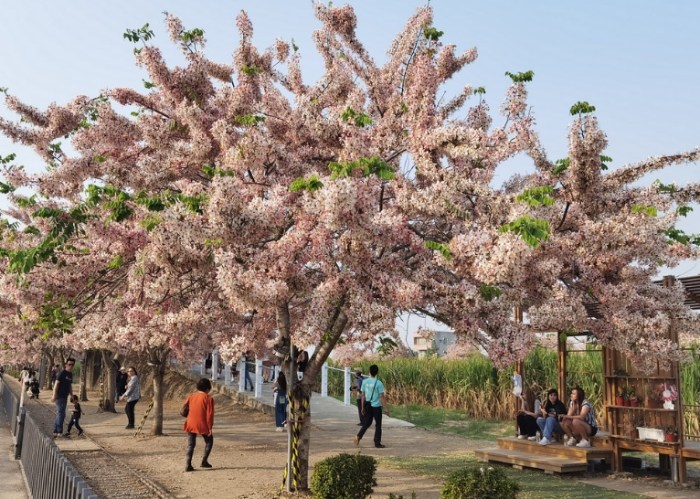 花旗木步道