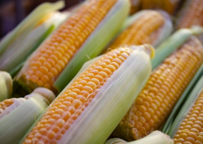 玉米熱量 玉米熱量