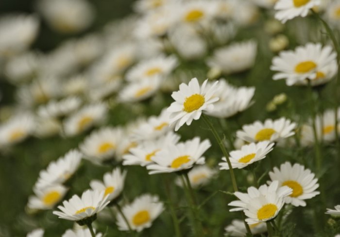 小雛菊花語 小雛菊花語