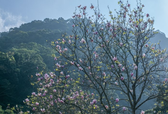 楓樹湖 楓樹湖