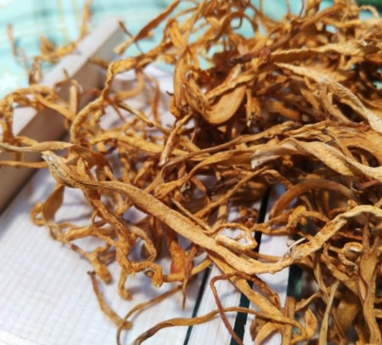 黃金蟲草功效 黃金蟲草功效