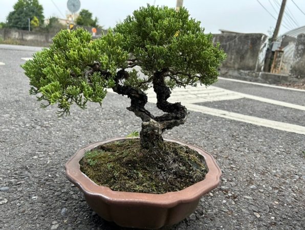 珍珠柏 珍珠柏