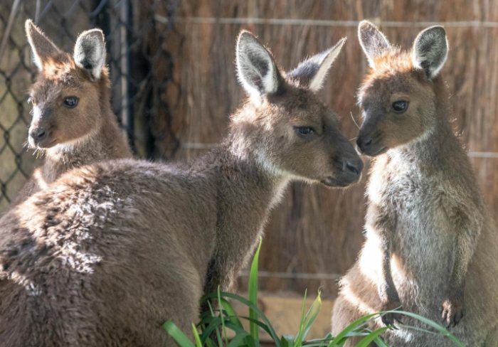 塔龍加動物園 塔龍加動物園
