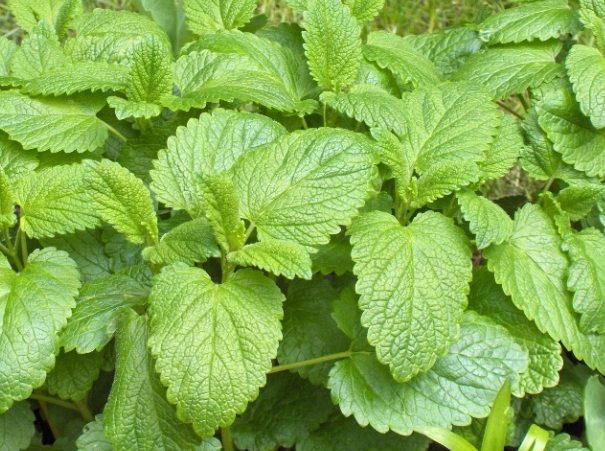 香蜂草功效 香蜂草功效