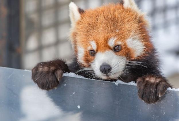 旭山動物園 旭山動物園