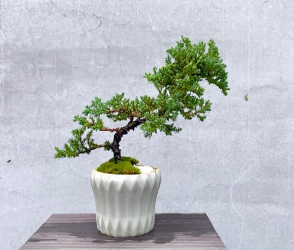 珍珠柏