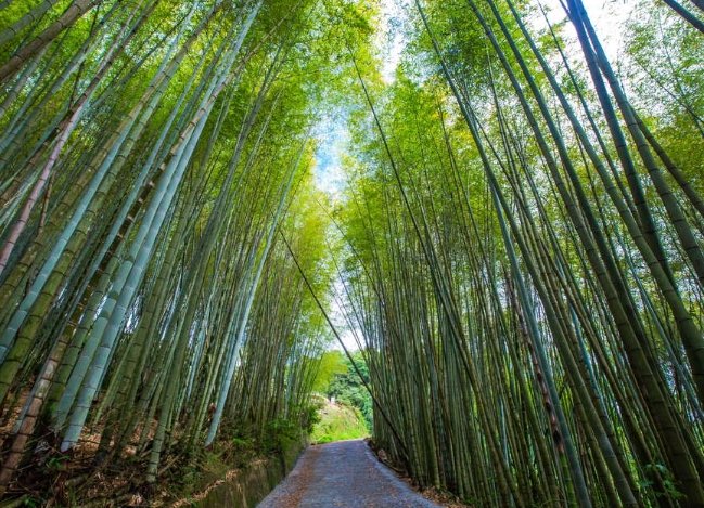 梅山景點 梅山景點