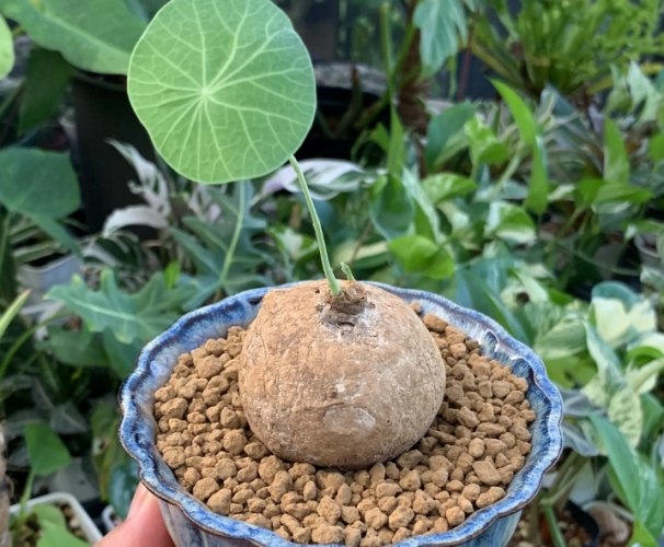 圓葉山烏龜 圓葉山烏龜