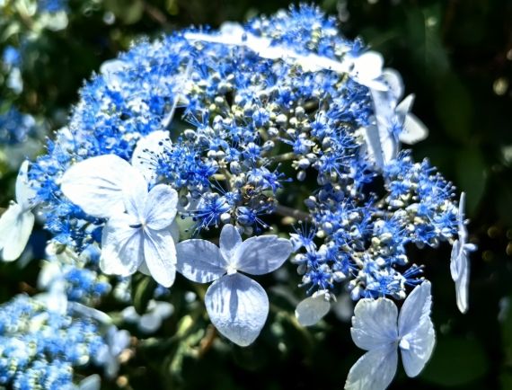瓊花 瓊花